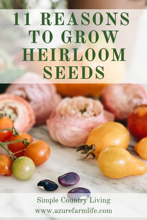 Heirloom Vegetable Seeds, Azure Farm, Heirloom Apple Varieties, Different Types Of Seeds, Tomato Heirloom, Heirloom Tomatoes Varieties, Heirloom Tomato Seeds, Seed Bank, Buy Seeds