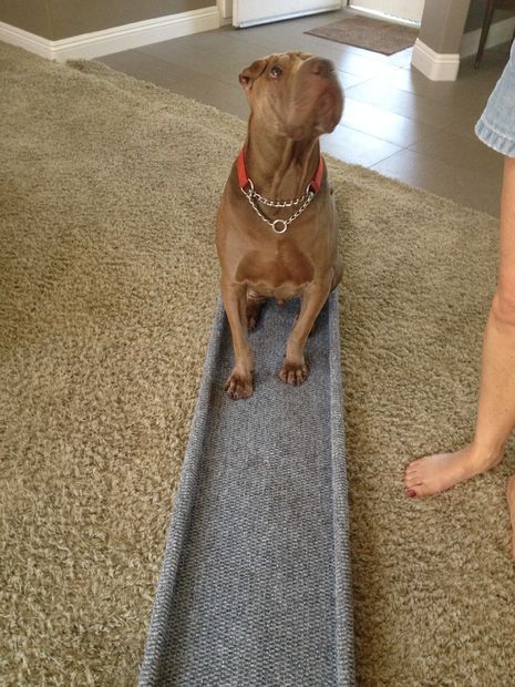 Inexpensive Doggie Ramp Dachshund Stairs, Dog Ramp For Stairs, Diy Dog Ramp, Dog Ramp Diy, Dog Ramp For Car, Dog Ramp For Bed, Ramp Design, Blind Dog, Pet Ramp