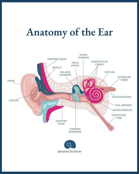 Your ear, from pinna to cochlear nerve is approximately 2-2.5 inches long. Outer Ear: Sound waves are collected by the pinna, funneled down through the ear canal and hits the eardrum (tympanic membrane) causing it to vibrate. Middle Ear: The vibrations from the eardrum send three little bones into action, transferring signals to a spiral-shaped shell/bony covered organ called the cochlea. Inner ear: Tiny hair cells within the cochlea take the sound vibrations and transform them into ele... External Ear Anatomy, Tympanic Membrane, Ear Anatomy, Tiny Hair, Long Outer, Ear Sound, Outer Ear, Ear Canal, Middle Ear