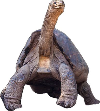 Lonesome George, the last known individual of the Pinta Island Tortoise population, one of the eleven subspecies of the Galapagos Tortoise. Currently housed at the Charles Darwin Research Center on the Island of Santa Cruz. Galapagos Tortoise, Rare Animals, Research Center, Charles Darwin, Galapagos Islands, Animal Drawings, Tortoise, Animals