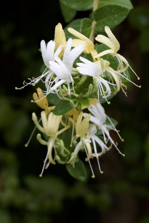 Honeysuckle Aesthetic, Honey Suckles, Lonicera Periclymenum, Flowers Photography Wallpaper, 카드 디자인, Hidden Love, Flower Therapy, Lavender Roses, Favorite Flowers