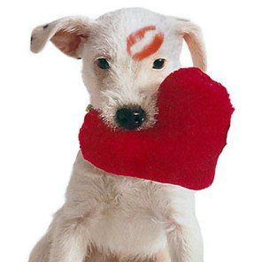 A list of the best of ways to love your pets Inexpensive Valentines Day Ideas, Image St Valentin, Selamat Hari Valentine, Hari Valentine, Love My Dog, My Funny Valentine, Puppy Mills, Funny Valentine, Pet Store