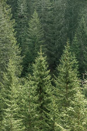 Fir Trees Aesthetic, Coniferous Forest, Trees Art, Boreal Forest, Fir Trees, Evergreen Trees, Tree Forest, Pine Forest, Pine Trees