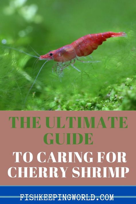 Cherry shrimp  is one of the most popular invertebrate around, they come in various shades of red and are in fact graded. It's vibrant color and ease to keep, makes it very popular in every fish tank. Check this pin for the ultimate guide to caring for Cherry Shrimp! #cherryshrimp #fishkeepingworld #fishkeeping #shrimp #aquariumfish Cherry Shrimp Tank Ideas, Cherry Shrimp Tank, Freshwater Invertebrates, Pet Shrimp, Red Cherry Shrimp, Fish Tank Themes, Tortoise Enclosure, Aquarium Garden, Cherry Shrimp