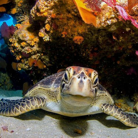 Sea Turtle Sea Turtle Photography, Sea Turtles Photography, Sea Turtle Wallpaper, Turtle Photography, Hawksbill Sea Turtle, Sea Turtle Pictures, Turtle Time, Turtle Conservation, Turtle Bay