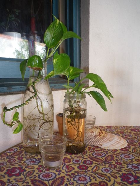 #Outdoor Table Display: Golden pothos plants in recycled glass jars, candles and sea shells Pathos In Water, Pothos Plant In Water, Plants In Bottles Aesthetic, Pothos In Water Vase, Pothos Plant Pearls And Jade, Square Glass Jars, Plant In Glass, Plants In Jars, Plants In Bottles