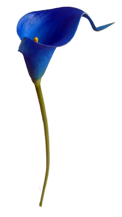 Tuscany Patio, Types Of Blue Flowers, Calla Lily Colors, Wedding Flower Types, Cobalt Blue Weddings, Lily Silk, Bridal Party Bouquets, Royal Blue Flowers, Calla Lily Flowers