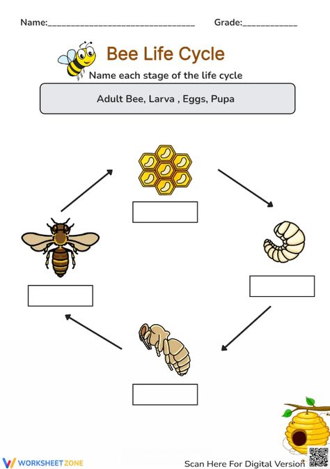 Help students explore the basic stages of a bee life cycle through this engaging worksheet. You can find and download any Bee Life Cycle worksheets for FREE at our website: http://worksheetzone.org/ Try it out! #science #scienceworksheets #beelifecycle #animallifecycle #lifecycle #stages #lifecycleofabee #bees #diagrams #printables #worksheet #kidsactivities #beelifecycleforkids #livingthings Life Cycle Worksheet, Bee Life Cycle, Animal Life Cycles, Bee Activities, Science Worksheets, Life Cycle, Life Cycles, Social Studies, Book Review