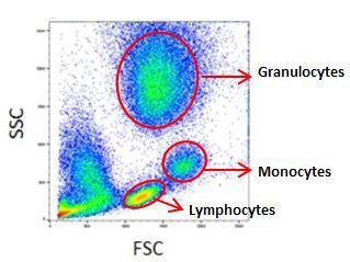 flow cytometry gating for debris exclusion Science Artwork, Flow Cytometry, Clinical Chemistry, Science Infographics, Med Tech, Mass Spectrometry, Medicine Notes, Vet School, Medical Laboratory Science