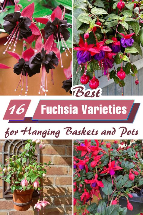 Fuchsia Hanging Basket, Fuscia Plant Care, Fushia Plants Hanging Baskets, Fuschia Hanging Basket, Trailing Fuschia, Wallpapers Fall Aesthetic, Witchy Mansion, Fall Vegetable Gardening, Homestead Garden Layout