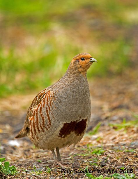 Grey Partridge, Partridge Bird, Quails, British Birds, Game Birds, Rural Life, Partridge, Pretty Birds, Wild Life