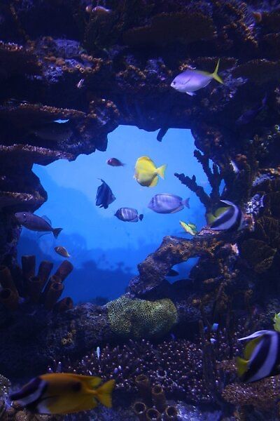 Fish checking out a coral reef at the Tennessee Aquarium in Chattanooga in September 2022. Tennessee Aquarium, September 2022, Tropical Fish, Coral Reef, Top Artists, Tennessee, Coral, Fish, Water