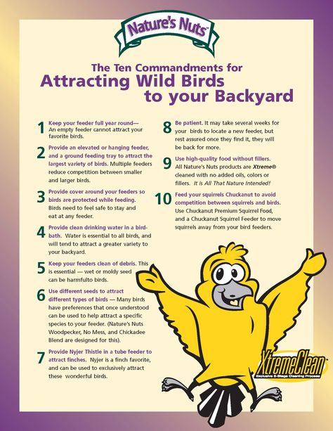 tips and tricks to attract wild birds to your backyard Bird Friendly Backyard, Bird Sanctuary Ideas Backyards, How To Attract Birds To Your Yard, How To Attract Birds To Your Garden, Wild Birds Backyards, Bird Attracting Plants Australia, How To Attract Wildlife To Your Yard, Attracting Wildlife To Your Yard, Backyard Wonderland