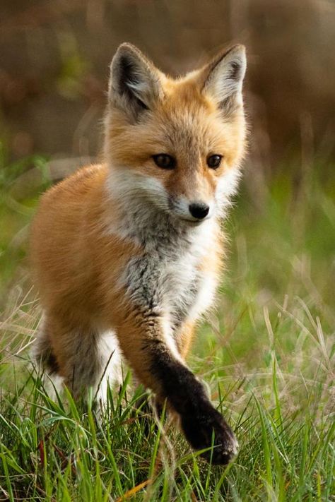 Baby fox presents a paw~ Fox Pups, Fantastic Fox, Fabulous Fox, Fox Pictures, Foxes Photography, Pet Fox, Fox Art, Baby Fox, Cute Fox