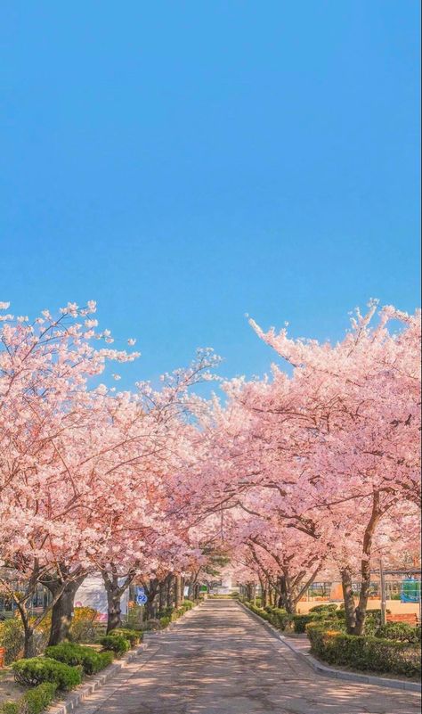 Spring Aesthetic Wallpaper, Korean Vibes, Pink Blossom Tree, Dream Ideas, Cherry Blossom Wallpaper, Korea Wallpaper, Pretty Landscapes, Japan Aesthetic, Pastel Pink Aesthetic