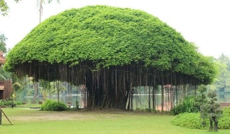 banyan-tree Top 10 Facts, Ficus Microcarpa, Keystone Species, Funny Home Decor, Tree Images, National Symbols, Banyan Tree, Old Trees, Lake Forest