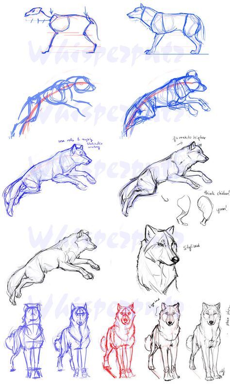 Wolf+Construction+by+whisperpntr.deviantart.com+on+@deviantART Hair Drawings, Wolf Sketch, Some Drawings, Drawing Eyes, Drawing Animals, 강아지 그림, Wolf Drawing, Anatomy Drawing, Guided Drawing