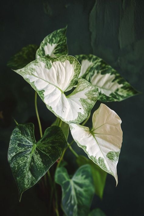 "Arrowhead Plant (Syngonium podophyllum) is a versatile and vibrant choice for any indoor garden! 🌿🌱 With its striking arrow-shaped leaves and easy-to-care-for nature, this plant adds a pop of green and a touch of elegance to any space. Whether trailing from a hanging planter or gracing a tabletop, the Arrowhead Plant adapts beautifully to various light conditions, making it a perfect addition to your home decor. 🍃✨ #ArrowheadPlant #IndoorGardening #GreenLiving #HomeDecor" Syngonium Erythrophyllum, Plant Vegetables, Syngonium Podophyllum, Arrowhead Plant, Leafy Plants, Variegated Plants, Watercolor Plants, Hanging Planter, Aesthetic Iphone