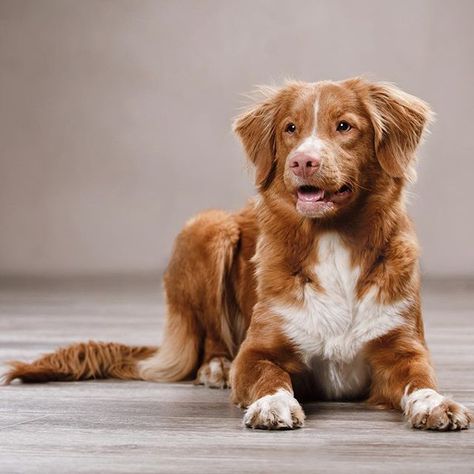 Duck Retriever, Duck Toller, Nova Scotia Duck Tolling Retriever, Cute Dog Pictures, Pet Animals, Puppy Lover, Retriever Puppy, Retriever Dog, Dog Dog