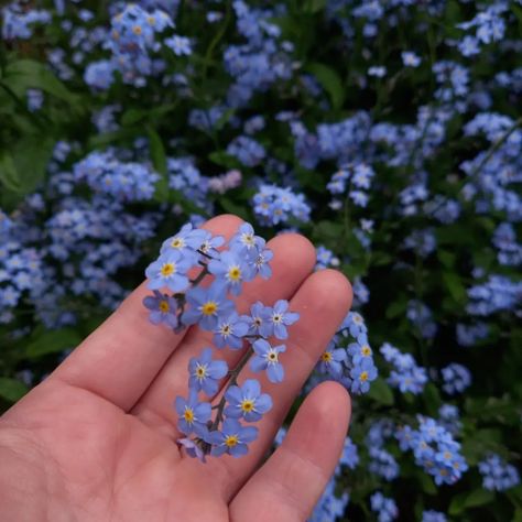 Gemma Core, Lisa Core, Flower Aesthetics, Lauren Roberts, Women Football, Everlasting Flowers, Wildflower Bouquet, Forget Me Nots, Favorite Flowers