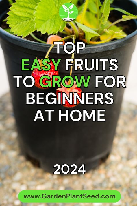 When it comes to beginner-friendly fruit plants, simplicity and low-maintenance are key. We’ve carefully curated a list of fruits that require minimal effort and offer a high chance of success, ensuring that even novice gardeners can enjoy the fruits of their labor.

Whether you have a spacious garden or limited space on your balcony, there’s a fruit plant for every aspiring gardener. Indoor Fruit Plants, Fruits To Grow, Composting Methods, Vine Fruit, Fruit List, Growing Vines, Berry Bushes, Blueberry Bushes, Free Fruit