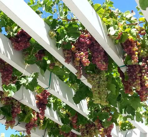 Grape Farm Aesthetic, Grapes On The Vine, Italian Grape Vines, Grape Vine Aesthetic, Grape Tree Garden, Grape Vines In Backyard, Backyard Grapes, Grape Farm, Grape Garden