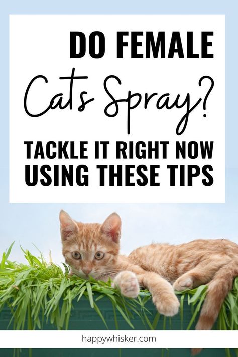 Do Female Cats Spray? Tackle It Right Now Using These Tips Female Cat, Cat Spray, Cat S, Oh Yes, Stop It, All About Cats, Cat Pin, What You Can Do, Cat Lady