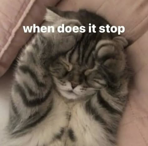 Ur Pretty Reaction Pic, Stressed Cat, Kitty Quotes, Excited Cat, Cat Text, Funny Flirty Quotes, Silly Kitty, Sick Cat, Silly Pics