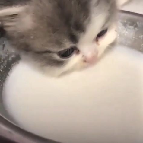 Cat Drinking Milk, Gavin Memes, Dog Tumblr, Drinking Milk, Ugly Cat, Cat Drinking, Cat Aesthetic, Cute Cats And Kittens, Drink Milk