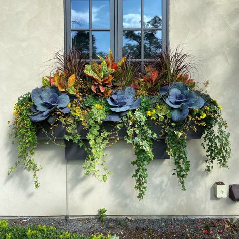 Fall Flower Boxes, Winter Window Boxes, Fall Window Boxes, Window Box Plants, Big Leaf Hydrangea, Fall Windows, Fall Container Gardens, Tattoo Plant, Summer Window