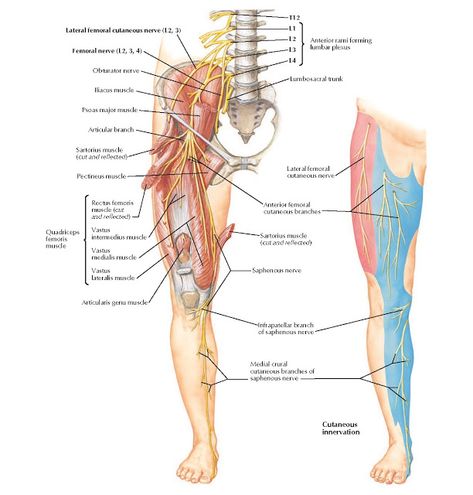 Femoral Nerve and Lateral Femoral Cutaneous Nerve Anatomy   Lateral femoral cutaneous nerve (L2, 3), Femoral nerve (L2, 3, 4), Obturator ... Human Anatomy Picture, Body Muscle Anatomy, Acupuncture Points Chart, Femoral Nerve, Nerve Anatomy, Human Heart Anatomy, Human Muscle Anatomy, Muscle System, Body Wisdom