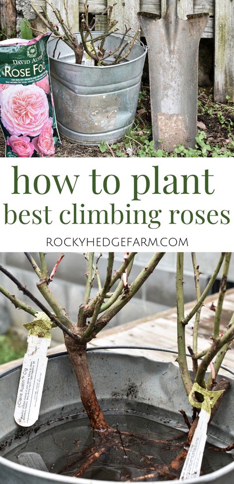 White Eden Climbing Rose, Claire Austin Rose Climbing, How To Plant Climbing Roses, Best Climbing Roses Zone 6, How To Grow Climbing Roses, Growing Climbing Roses, Climbing Rose Garden, Rose Garden Layout, Climbing Rose Ideas