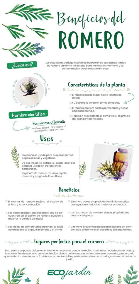 Aranto: para que serve e quais são os benefícios reais da planta fotos de la planta milagrosa planta milagrosa cura todo planta milagrosa beneficios planta milagrosa moringa planta milagrosa doce planta milagrosa para los riñones planta moringa para que serve moringa causa infarto Biology Drawing, Love Spell Chant, Medicinal Herbs Garden, Flora Intestinal, Food Matters, Tarot Astrology, Deli Food, Bullet Journal School, Healthy Vegetarian