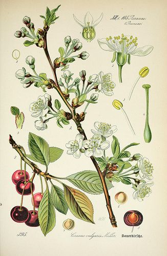 Cherry Plant, Flowers And Fruit, Cherry Blossom Art, Illustration Botanique, Blossoms Art, Vintage Botanical Prints, Plant Drawing, Trendy Flowers, Botanical Painting