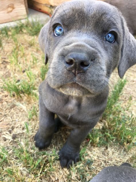 Bella 6 weeks Cane Corso! Female pick of the litter Cane Corso Italian Mastiff, Italian Mastiff, Cane Corso, Beautiful Dogs, Ios, Dogs, Animals, Quick Saves