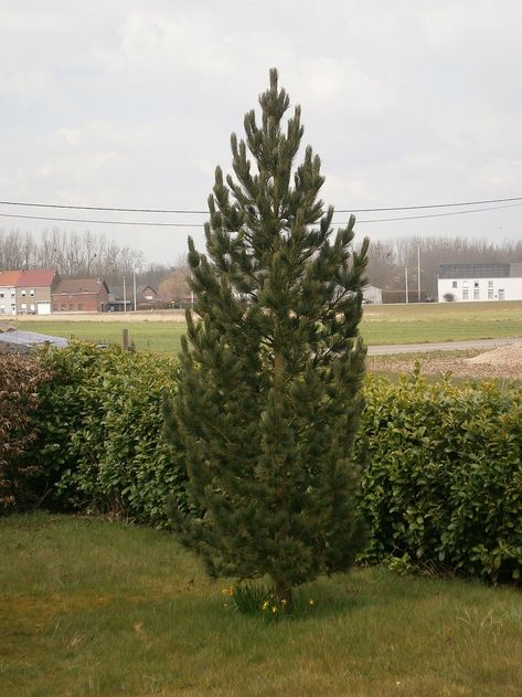 Montana Landscaping, Montana Garden, Porch Trees, Montana Landscape, Bristlecone Pine, Privacy Trees, Landscaping Trees, Outside Plants, Specimen Trees