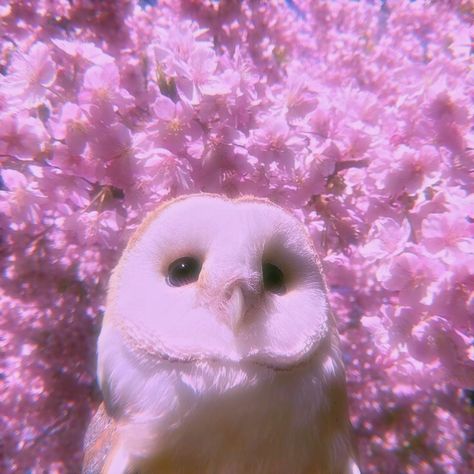 Owl Aesthetic, Violet Aesthetic, Pink Bar, Barred Owl, Videos Aesthetic, Pink Owl, Pink Bird, Cutest Thing Ever, Pictures To Draw