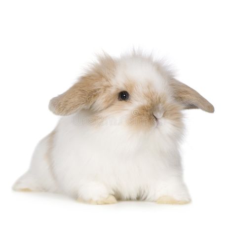 Young Rabbit, Rabbit Png, White Bg, White Bunnies, Bunny Images, Bunny Png, Insta Post, Design Flower