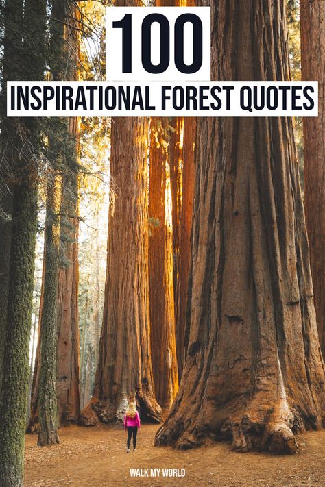 Spending time in the forest is guaranteed to bring a little perspective and a big dose of happiness. These quotes about forests from writers, naturalists and philosophers will inspire you to get into the woods, or help you caption those beautiful In… Wood Captions Instagram, Forest Quotes Instagram Caption, Forest Captions, Senior Captions, Paradise Quotes, Shadow Quotes, Forest Quotes, Walking Quotes, Alive Quotes