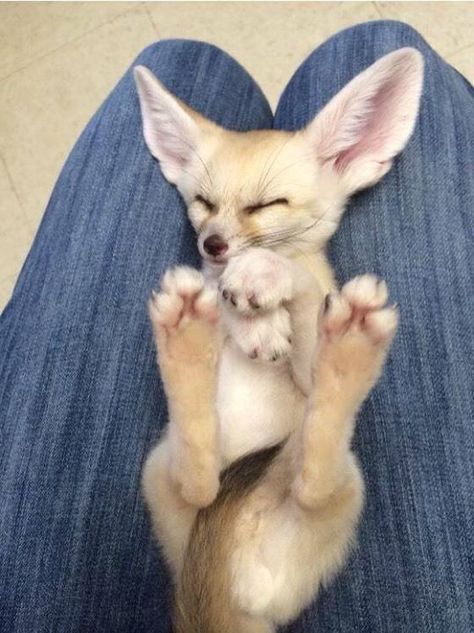 Unusual Pets, Tattoo Nature, Pale Beige, Fennec Fox, Dark Blue Jeans, Blue Jeans, Dark Blue, Fox