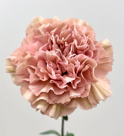 Antique Carnations, Flower Icons, Baby Pink Aesthetic, Pink Carnations, Carnation Flower, Collage Background, Flower Names, Paper Flower Tutorial, Antique Pink