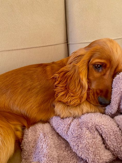 Cocker spaniel Red English Cocker Spaniel, Orange Roan Cocker Spaniel, Fluffy Things, Pet Corner, Dream Dog, Alone Photography, Cocker Spaniels, English Cocker Spaniel, Spaniel Puppies