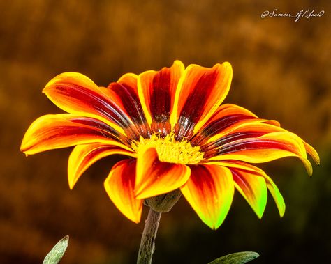 Gazania Flower Gazania Flowers, Hillside Garden, Flowers Drawing, Flower Yellow, Color Pencil Art, Pencil Art, Flower Drawing, Drawing Inspiration, Colored Pencils