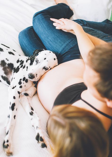 At home maternity session with a Dalmatian dog. Dog is resting his head on the pregnant belly. By Bojana Korach, San Francisco photographer. #maternitysession Expecting Couple, Home Maternity Photography, Belly Photos, Baby Bump Photos, Maternity Picture, Life Matters, Maternity Photoshoot Poses, Photos With Dog, Pregnancy Photo