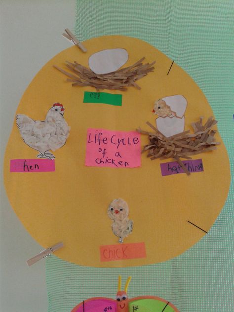 life cycle of a hen Life Cycle Of Hen, Chicken Life Cycle Craft, Emotions Preschool Activities, Bird Life Cycle, Life Cycles Kindergarten, Life Cycle Of A Chicken, Chicken Life Cycle, Science Exhibition, Science Wall