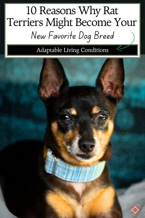 🐶 From their high energy to their sharp intelligence, Rat Terriers have all the traits of a fantastic companion. Discover 10 reasons why these small but mighty dogs might become your new favorite breed. Perfect for anyone seeking a loyal and playful dog! #RatTerrier #DogBreeds #CompanionDogs Rat Terrier Dogs Drawings, Terrier Mix Breeds, Rat Terrier Dogs, Rat Terrier Mix, Cuddling On The Couch, Rat Terrier, Agility Training, A Rat, Rat Terriers