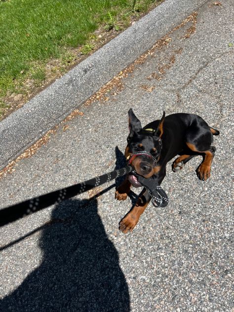 Two Dobermans Aesthetic, Doberman Puppy Black, Black Doberman, Doberman Pinscher Puppy, Dog Mommy, Doberman Pinscher Dog, Very Cute Puppies, Scary Dogs, Doberman Puppy