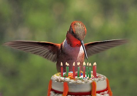 hummingbird Happy Birthday Birds, Birthday Greetings Images, Bird Meme, Bird Birthday, Today Is My Birthday, Birthday Name, Happy 2nd Birthday, Happy Birthday Balloons, Birthday Meme