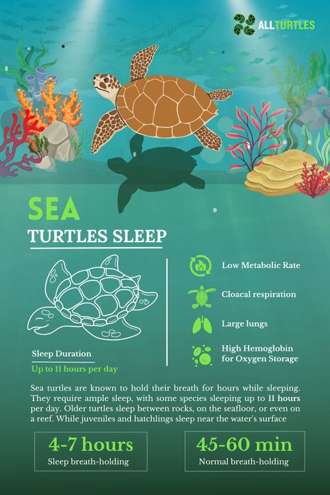 Marine Biology Aesthetic Notes Sea Turtles, Ocean Education, Turtle Symbolism, Sea Turtle Infographic, Sea Turtle Facts, Sea Turtle Life Cycle, Oceanography Marine Biology, Sea Turtle Species, Turtle Names