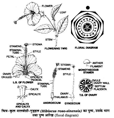 UP Board Solutions for Class 11 Biology Chapter 5 Morphology of Flowering Plants  https://www.upboardsolutions.com/class-11-biology-chapter-5/  #UPBoardSolutionsforClass11Biology #UPBoardSolutionsforClass11BiologyChapter5 Morphology Of Flowering Plants, Class 11 Biology, Biology Diagrams, Up Board, Plant Journal, Class 11, Acrylic Painting Flowers, Given Up, Flowering Plants